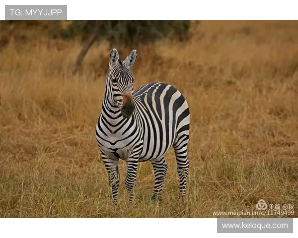 安博真人:用户评价与真实体验分享,了解安博真人的真实服务水平 安博真人:用户评价与真实体验分享,了解安博真人的真实服务水平